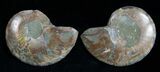 / Inch Polished Ammonite (Pair) #1976-2